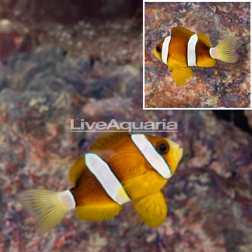 Clarkii Clownfish