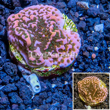 LiveAquaria® Cultured Montipora Coral