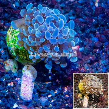 LiveAquaria® Cultured Hammer Coral