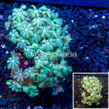 LiveAquaria® Cultured Pipe Organ Coral