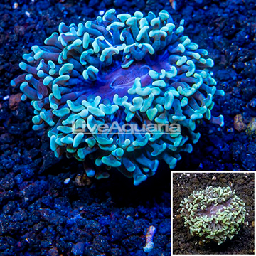 LiveAquaria® Cultured Hammer Coral