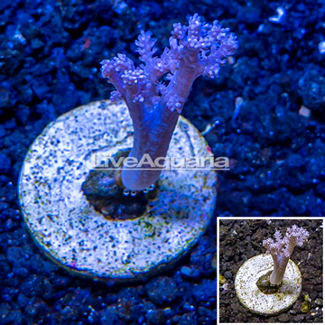 LiveAquaria® Cultured Pineapple Tree Coral