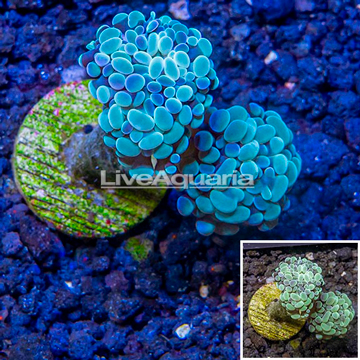 LiveAquaria® Cultured Hammer Coral