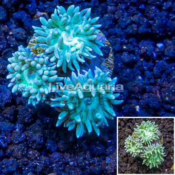 LiveAquaria® Cultured Ultra Duncan Coral
