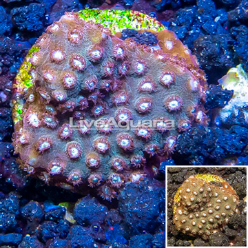 LiveAquaria® Cultured Cyphastrea Frag