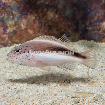 Freckled Hawkfish