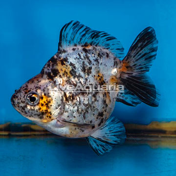 Calico Goldfish