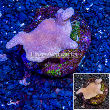 Devil's Hand Leather Coral Indonesia