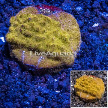 LiveAquaria® Cultured Psammacora Coral