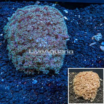 Goniopora Coral Tonga