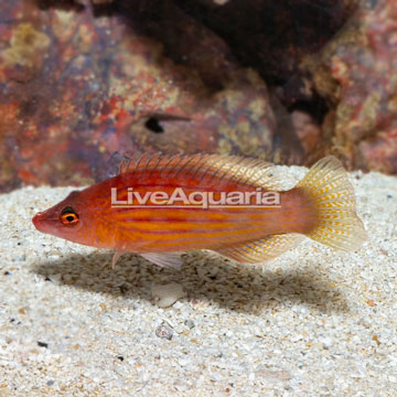 Eight Lined Wrasse
