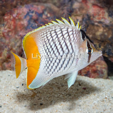 Seychelles Butterflyfish 
