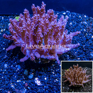 Tree Coral Indonesia
