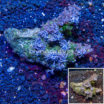 Xenia Coral Indonesia