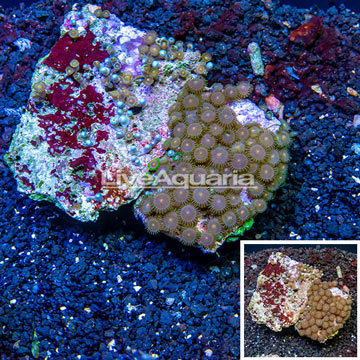 Zoanthus Coral Indonesia