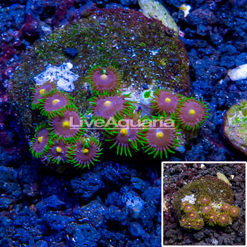 Zoanthus Coral Indonesia