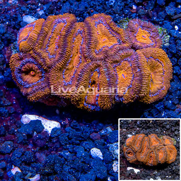 Acan Lord Coral Australia