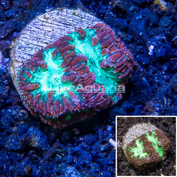 LiveAquaria® Cultured Blastomussa Coral