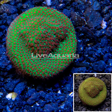 USA Cultured Screamin Demon Porites Coral