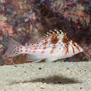 Falco Hawkfish
