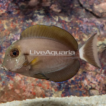 Epaulette Surgeonfish [Blemish]