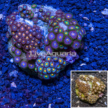 Zoanthus Coral Indonesia  