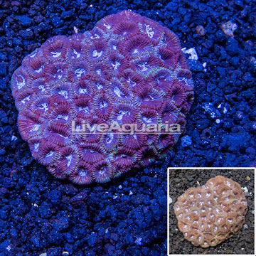  Dipsastrea Brain Coral Australia 