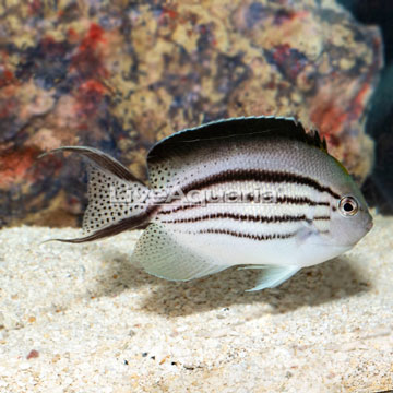 Lamarck Angelfish