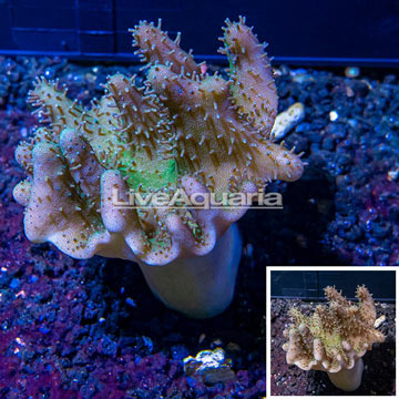 Devil's Hand Leather Coral Indonesia