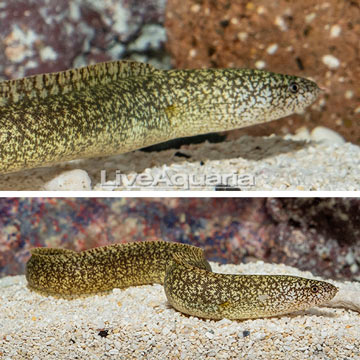 Richardson's Moray Eel