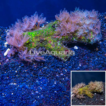 Waving Hand Coral Vietnam