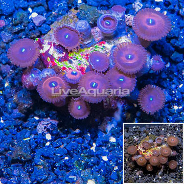 LiveAquaria® Cultured Zoanthus Coral