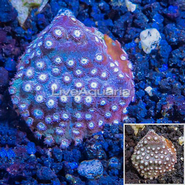 LiveAquaria® Cultured Cyphastrea Frag