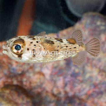 Porcupine Puffer