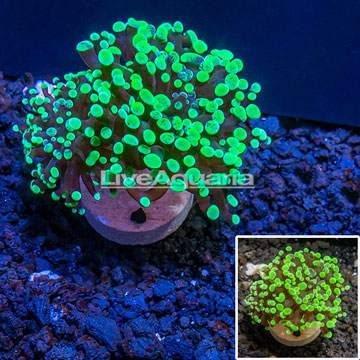 LiveAquaria® Cultured Frogspawn Coral