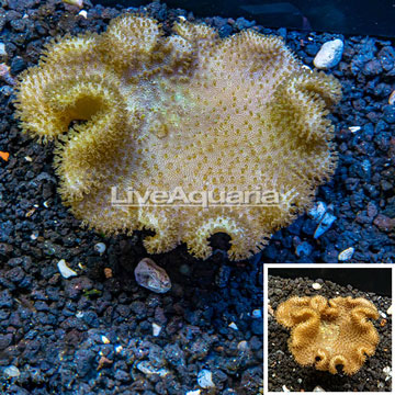 Toadstool Mushroom Leather Coral Tonga