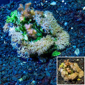 Xenia sp. & Pocillopora sp. Indonesia