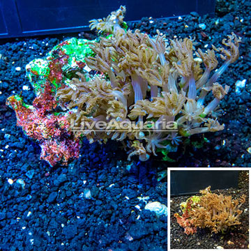 Waving Hand Coral Vietnam