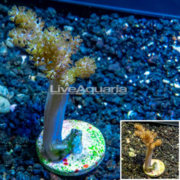 LiveAquaria® Cultured Pineapple Tree Coral