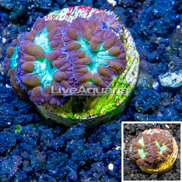 LiveAquaria® Cultured Blastomussa Coral