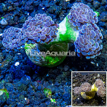 LiveAquaria® Cultured Hammer Coral