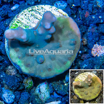 LiveAquaria® Cultured Acropora Coral