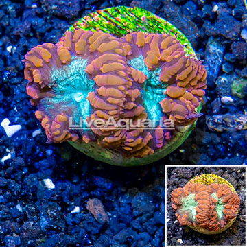 LiveAquaria® Cultured Blastomussa Coral