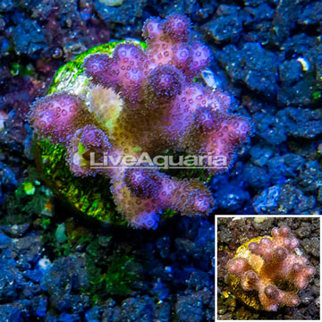 LiveAquaria® Cultured Pocillopora Coral