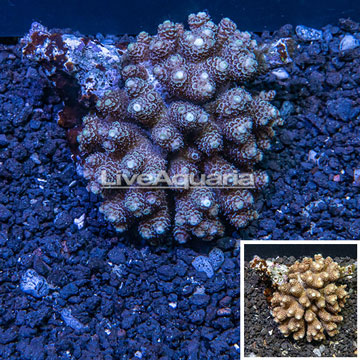 Acropora Coral Tonga