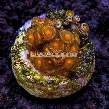 USA Cultured Ultra Zoanthus