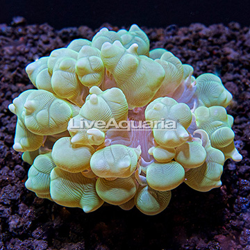 USA Cultured Pearl Bubble Coral