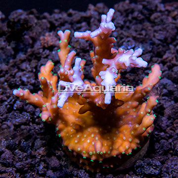 LiveAquaria® Pacman Acropora Coral 