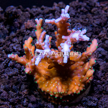 LiveAquaria® Pacman Acropora Coral