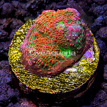 LiveAquaria® Ultra Chalice Coral